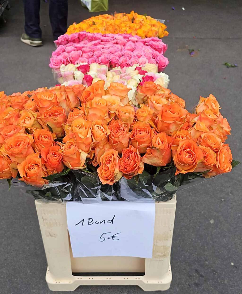Frische Blumen und Pflanzen eingetroffen! Heute wieder Sonderverkauf mit Justus. Bis ca. 17:30 Uhr bei Lagerverkauf Freilinger in 35396 Gießen, Marburger Straße 127